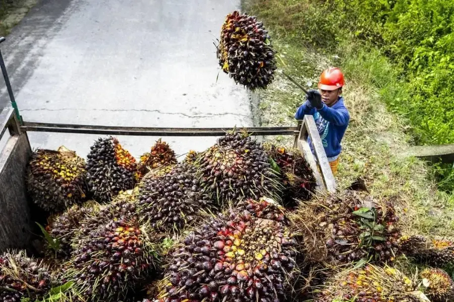 Peneliti di Pusat Studi Sawit IPB University: Model Ekonomi Sirkular Bisa Diterapkan di Industri Kelapa Sawit