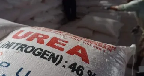 Harga Pupuk Urea Global Melonjak Dibanding Awal 2026