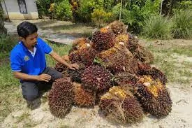 ASPEKPIR Kalbar Berharap Harga TBS Mengalami Kenaikan