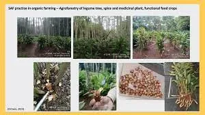 BRIN Melakukan Riset dan Inovasi Berbasis Agroforestri Untuk Mendukung Ketahanan Pangan.    