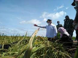 Food Estate Terus Berkembang Guna Kesejahteraan Petani