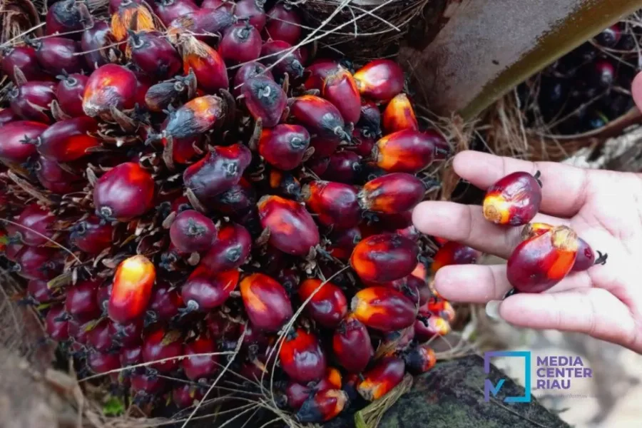 TBS Kelapa Sawit Kaltim Dihargai Rp2.656,02 per kg