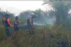 Kebun Kelapa Sawit Milik Masyarakat di Desa Pandahan, Kabupaten Tapin Terbakar