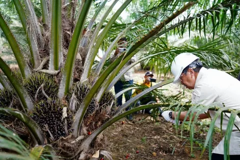 Gubernur Riau (Gubri) Syamsuar Hadir Dalam Panen Perdana Koperasi Unit Desa (KUD) Karya Sawitri