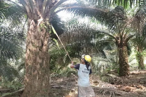 El Nino Datang, Emiten Sawit Berpotensi Cuan