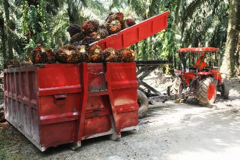 Plus Minus El Nino Bagi Industri Sawit
