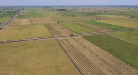 program Food Estate Menunjukkan Hasil yang Baik dan Dampak Positif