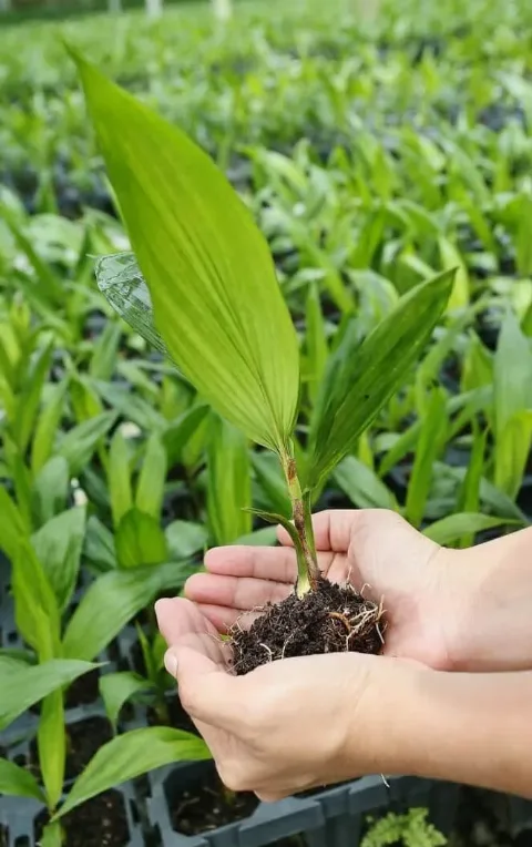Sime Darby Plantation dan Godrej Agrovet Sepakati Pengembangan Benih Sawit, Tahap Pertama Dikirim 1,3 Juta Kecambah