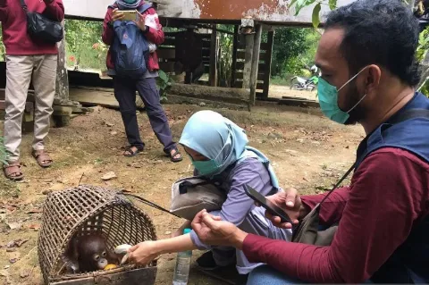 BKSDA Melepasliarkan Sebanyak 12 Orangutan ke Alam Bebas