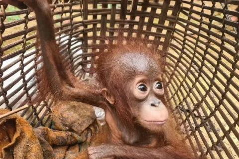 WRU dari BKSDA Berhasil Menyelamatkan Satu Ekor Bayi Orang Utan