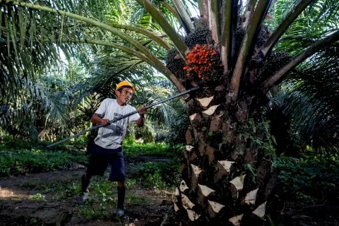 BPDPKS dan Petani Menghadapi Kampanye-Kampanye Negatif Terhadap Sawit