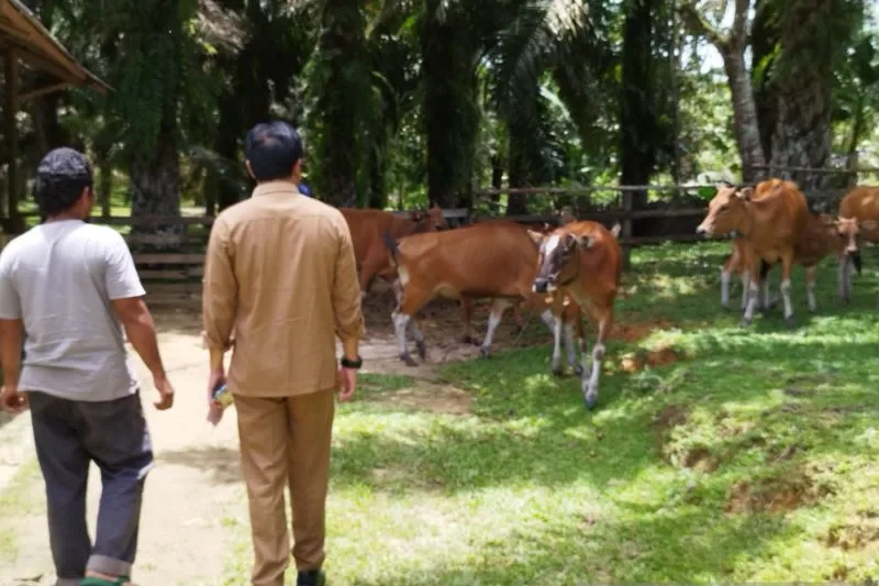Maksimalkan Program Integrasi Sapi Kelapa Sawit