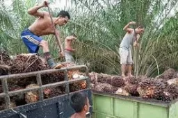 Ekspor Hilir Sawit Terancam Tertahan Nomenklatur, Petani Khawatirkan Daya Serap TBS