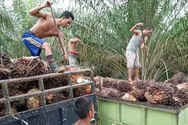 Ekspor Hilir Sawit Terancam Tertahan Nomenklatur, Petani Khawatirkan Daya Serap TBS