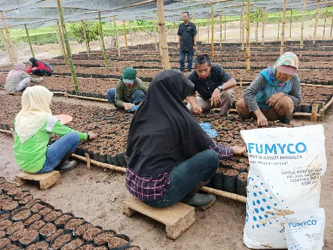 FUMYCO, Imunisasi Sawit Dari Ganoderma