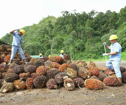 Harga TBS Kaltim Dihargai Rp 2.629,92 per kg