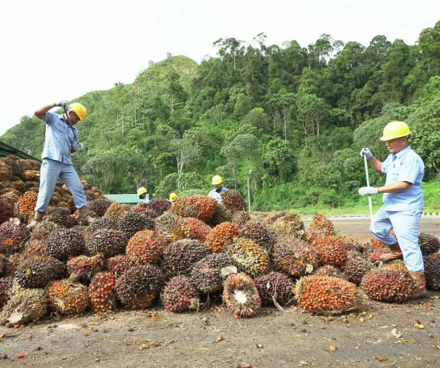Harga TBS Kaltim Dihargai Rp 2.629,92 per kg