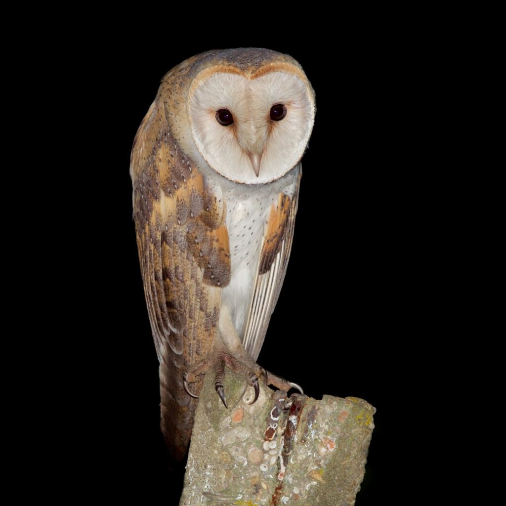 Ana Mendes do Carmo Barn Owl Tyto alba scaled